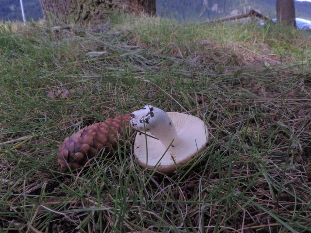 Russula da id.